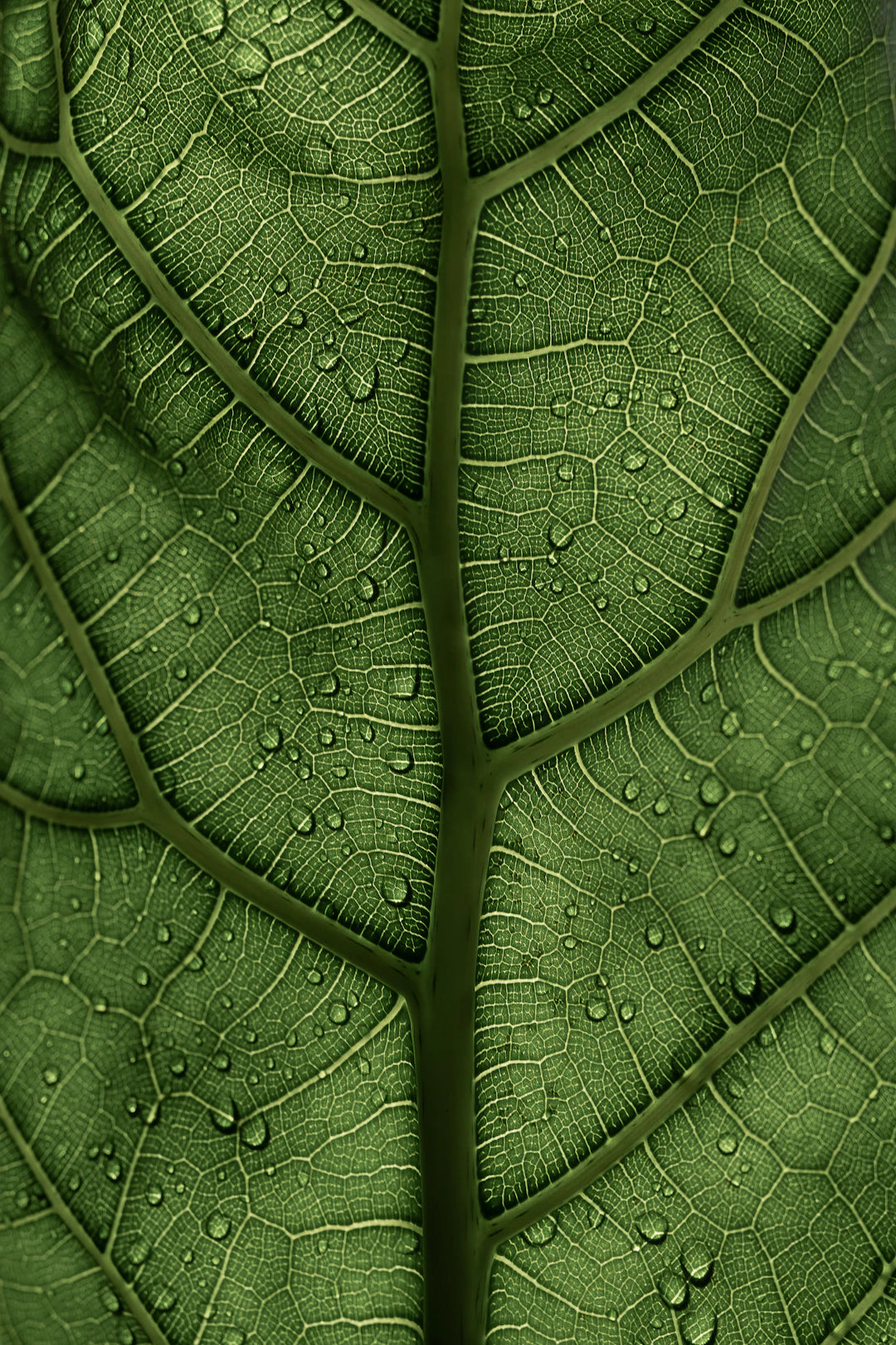 Unlocking Mullein Leaf A Natural Path to Respiratory Health