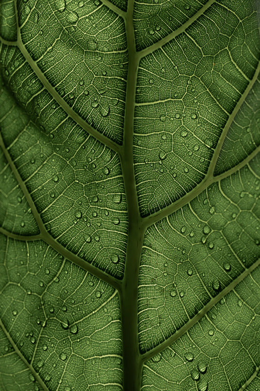 Unlocking Mullein Leaf A Natural Path to Respiratory Health