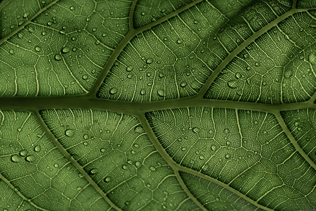 Boost Your Breathing How Mullein Leaf Enhances Lung Health