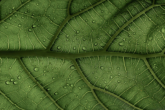 Boost Your Breathing How Mullein Leaf Enhances Lung Health