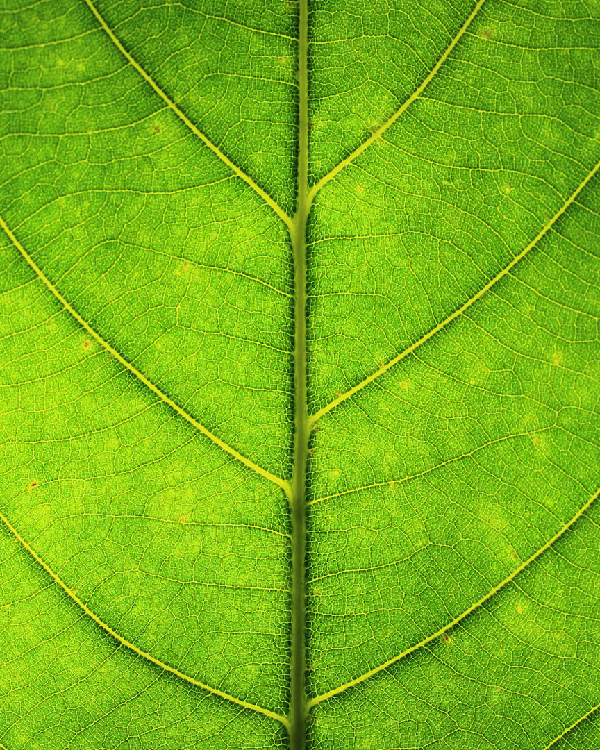 Boost Your Health Combining Mullein Leaf and Marshmallow