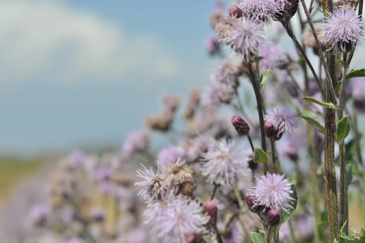 Milk Thistle Extract Supplements for Liver Detox Support