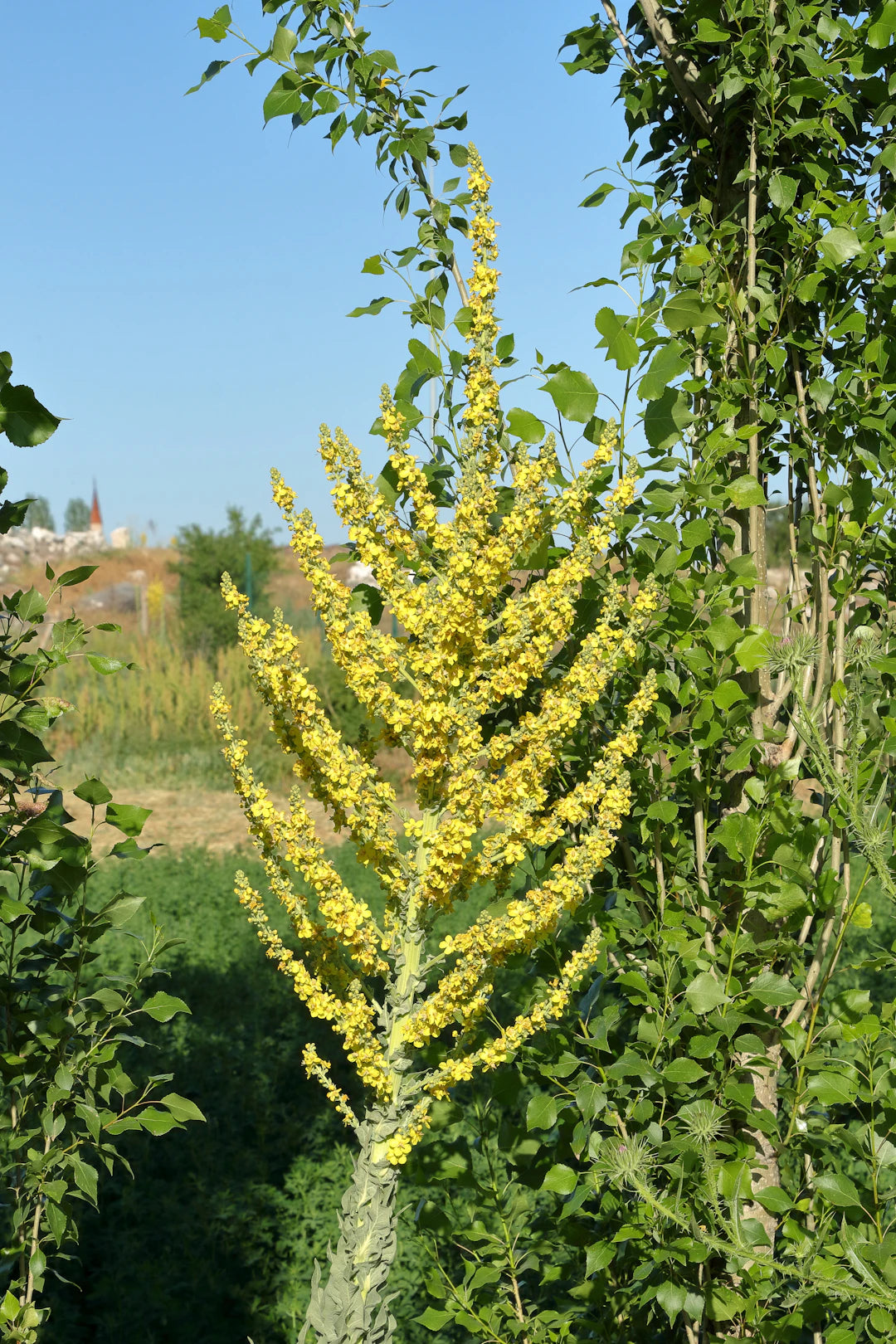 Mullein Drops for Everyday Respiratory Support