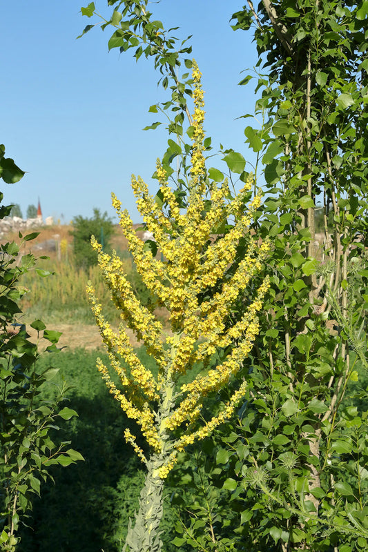 Mullein Drops for Everyday Respiratory Support