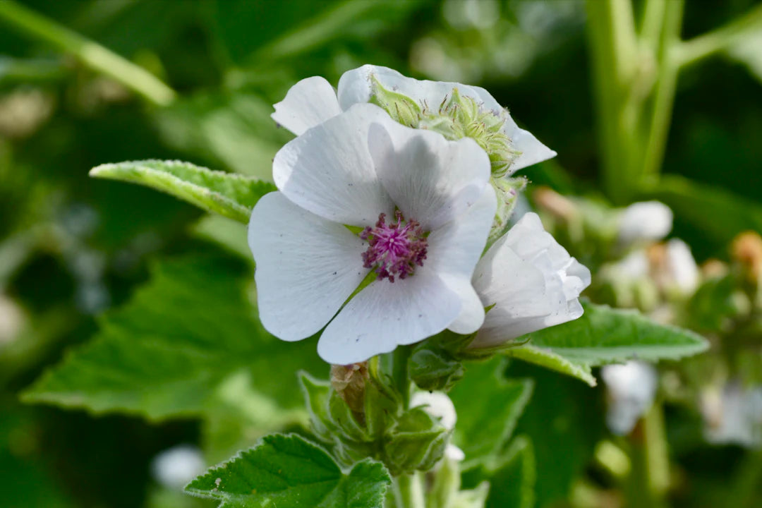The Essential Role of Marshmallow Root in Respiratory Support