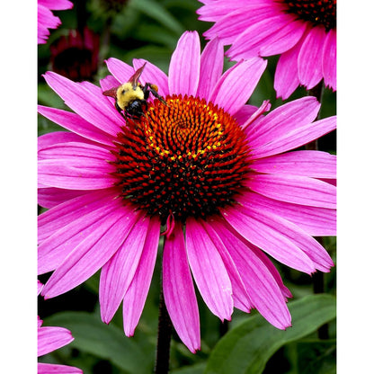 Herb Pharm Echinacea Alcohol-Free Glycerite Immune Support 1 fl oz