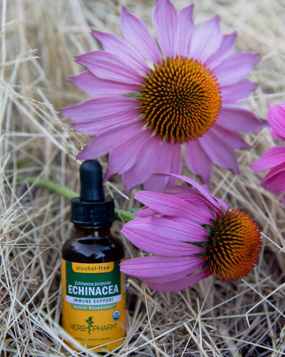 Herb Pharm Echinacea Alcohol-Free Glycerite Immune Support 1 fl oz