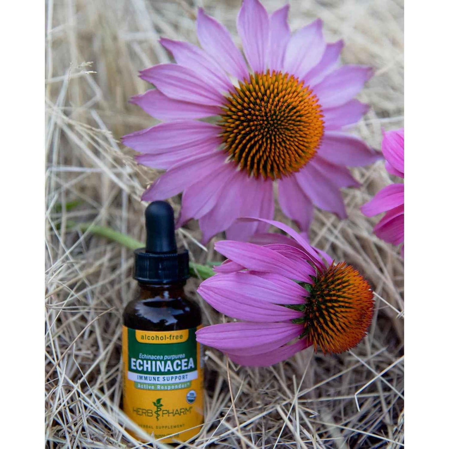 Herb Pharm Echinacea Alcohol-Free Glycerite Immune Supplement 1 Fl Oz