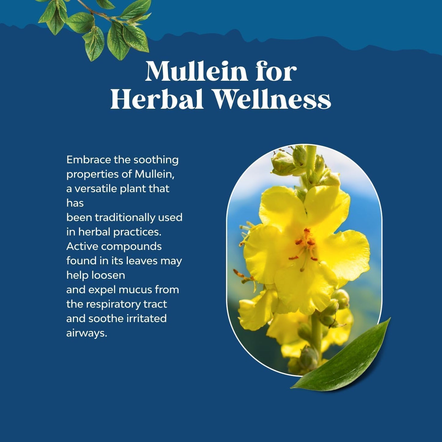 Natures Craft Organic Mullein Drops Respiratory Support Liquid